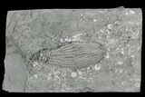 Crinoid (Pachylocrinus) Fossil - Crawfordsville, Indiana #125899-1